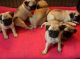 Pug Puppies for sale in Wenatchee, WA 98801, USA. price: NA