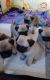 Pug Puppies for sale in Atlantic Beach, NC, USA. price: NA