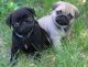 Pug Puppies for sale in AZ-89A, Cottonwood, AZ 86326, USA. price: $250
