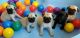 Pug Puppies for sale in Providence, RI, USA. price: NA