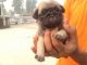 Pug Puppies for sale in Noida, Uttar Pradesh, India. price: 6000 INR