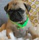 Pug Puppies for sale in Abbott Park Rd, Lake Bluff, IL 60044, USA. price: NA