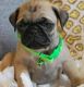 Pug Puppies for sale in Rice Lake, WI, USA. price: $300