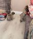 Pug Puppies for sale in Maricopa, AZ, USA. price: NA