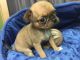 Pug Puppies for sale in Alexandria, MN 56308, USA. price: $400