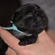 Pug Puppies for sale in Castle Pines, CO 80108, USA. price: NA