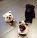 Pug Puppies for sale in Haleiwa, HI 96712, USA. price: $700