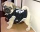 Pug Puppies for sale in New Haven, MI 48050, USA. price: NA