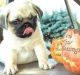 Pug Puppies for sale in New Haven, MI 48050, USA. price: NA
