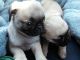 Pug Puppies for sale in Dayton, OH 45404, USA. price: NA