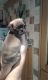 Pug Puppies for sale in SC-14, Fountain Inn, SC 29644, USA. price: NA