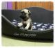 Pug Puppies for sale in Putnam Valley, NY 10579, USA. price: NA