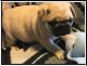 Pug Puppies for sale in Bucklin, MO 64631, USA. price: NA