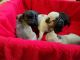 Pug Puppies for sale in Columbia, KY 42728, USA. price: NA