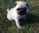 Pug Puppies for sale in Strasburg, VA 22657, USA. price: NA