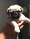 Pug Puppies for sale in Nyack, NY 10960, USA. price: NA