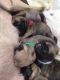 Pug Puppies for sale in MD-355, Bethesda, MD, USA. price: NA