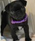 Pug Puppies for sale in Bonner Springs, KS 66012, USA. price: $300
