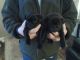 Pug Puppies for sale in SC-14, Fountain Inn, SC 29644, USA. price: NA