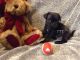 Pug Puppies for sale in Medina, OH 44256, USA. price: $1,000