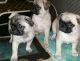 Pug Puppies for sale in Richmond, VA, USA. price: NA
