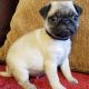Pug Puppies for sale in Lansing, MI, USA. price: NA