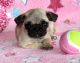 Pug Puppies for sale in Arkansas County, AR, USA. price: NA