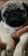 Pug Puppies for sale in Howard, SD 57349, USA. price: $300