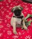 Pug Puppies for sale in Howard, SD 57349, USA. price: NA