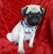 Pug Puppies for sale in Jackson, MS, USA. price: NA
