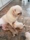 Pug Puppies for sale in St. Louis, MO, USA. price: $720