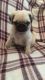 Pug Puppies for sale in Ohio City, Cleveland, OH, USA. price: NA