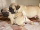 Pug Puppies for sale in Milwaukee, WI 53201, USA. price: NA