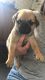 Pug Puppies for sale in Addison, TX, USA. price: NA