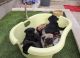 Pug Puppies for sale in Walnut, CA, USA. price: NA