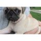 Pug Puppies for sale in Lufkin, TX, USA. price: NA