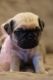Pug Puppies for sale in Flower Mound Rd, Flower Mound, TX, USA. price: NA