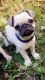 Pug Puppies for sale in California, MD, USA. price: NA