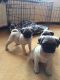 Pug Puppies for sale in Chaska, MN, USA. price: $500