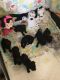 Pug Puppies for sale in Eustis, FL, USA. price: NA