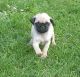 Pug Puppies for sale in Asheville, NC, USA. price: NA