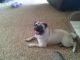 Pug Puppies for sale in Mechanicsburg, OH 43044, USA. price: NA