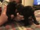 Pug Puppies for sale in Laurel Fork, VA 24352, USA. price: $400