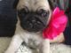 Pug Puppies for sale in Pasadena, CA 91101, USA. price: NA