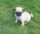 Pug Puppies for sale in Grand Forks, ND, USA. price: NA