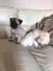 Pug Puppies for sale in Louisiana St, Houston, TX, USA. price: NA