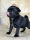 Pug Puppies for sale in Lake Forest, CA, USA. price: NA