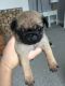 Pug Puppies for sale in Brooklyn, NY, USA. price: NA