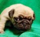 Pug Puppies for sale in St Paul, MN, USA. price: NA