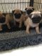 Pug Puppies for sale in Youngsville, LA, USA. price: NA